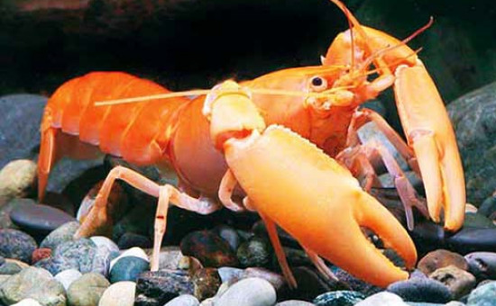 Cherax Holthuisi