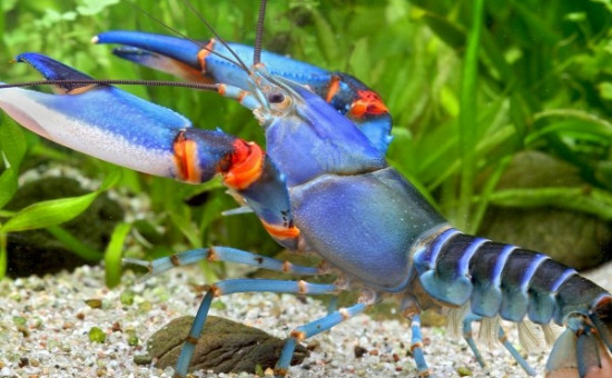 Cherax blue-kong