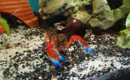 Cherax claw