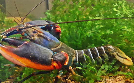 Cherax fire-claw