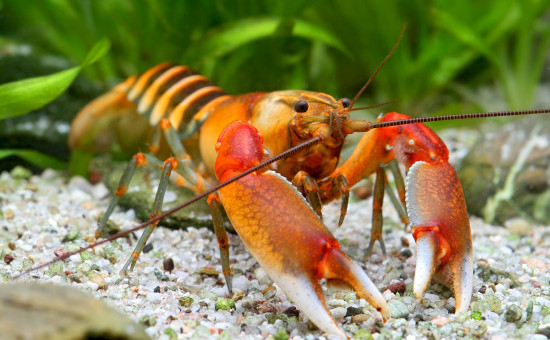 Cherax kiunga