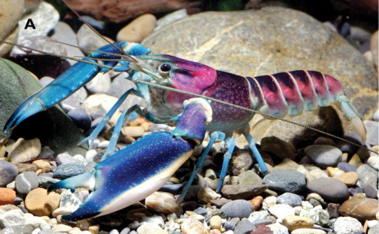 Cherax Pulcher