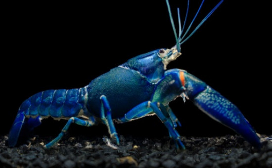 C. Quadricarinatus Super Blue