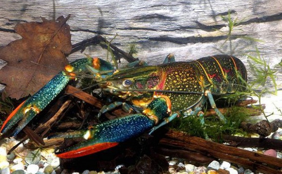 C. Quadricarinatus Blue