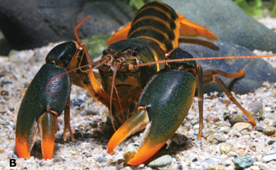 Cherax Snowden-Habitus