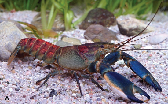 Cherax Warsamsonicus