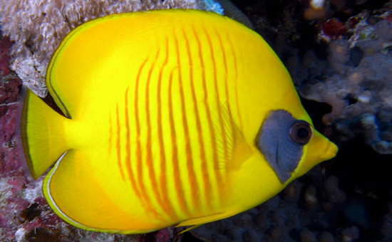 Chaetodon Semilarvatus (Poisson-papillon citron)