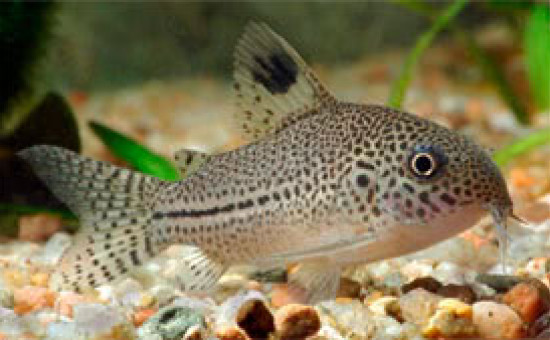 Corydoras Julii