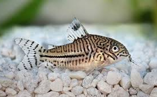 Corydoras Trilineatus