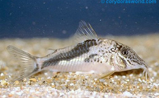 Radio corydoras exemple nez pointu Corydoras Fowleri