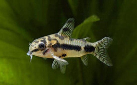 Radio corydoras exemple nez arronfi Corydoras Habrosus