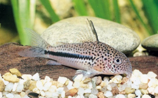 Radio nez légèrement arrondi corydoras bonfi