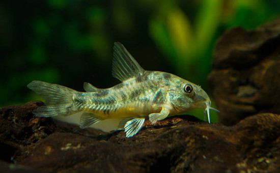 corydoras