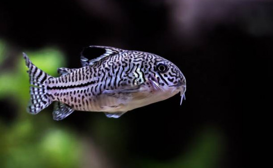 corydoras