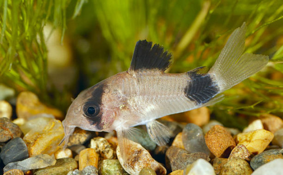 corydoras