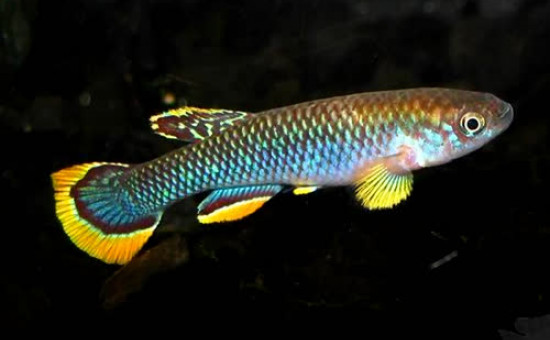 Fundulopanchax Cinamomeus