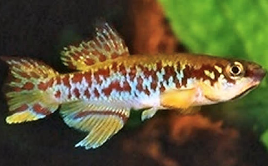 Fundulopanchax Gularis