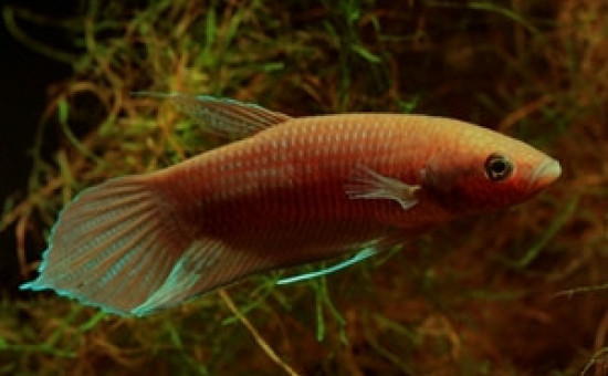 Akarensis (Photo FishFish)