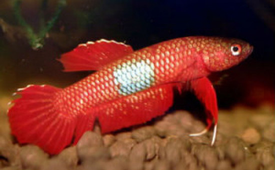 Brownorum (Photo FishFish)