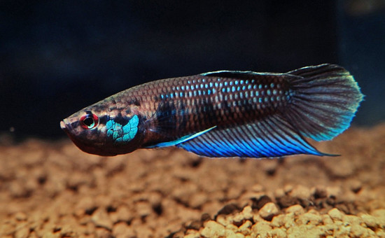 Krataios (Photo IBC Bettas)