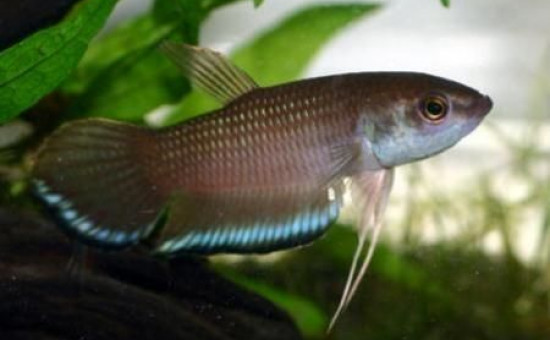 Breviobesus (Photo Nice Betta)