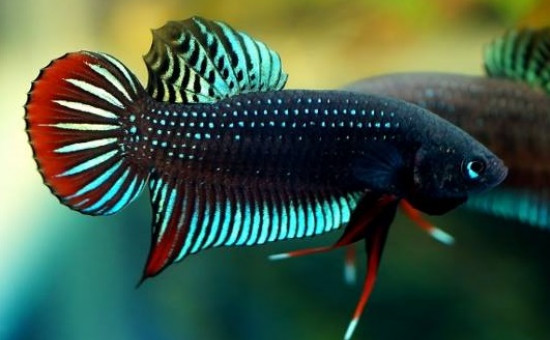 Siamorientalis (Photo Ishizu Hiroki)