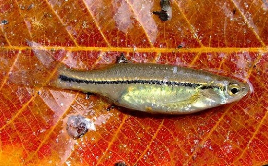 Nematabramis Borneensis (Photo Zou Hang)