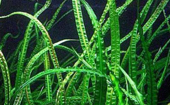 Cryptocoryne Balansae