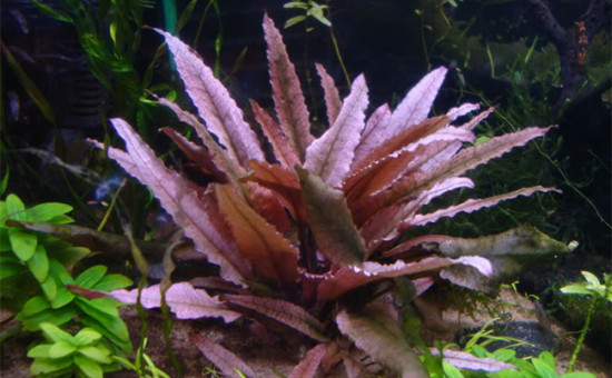 Cryptocoryne Wendtii «Flamingo»