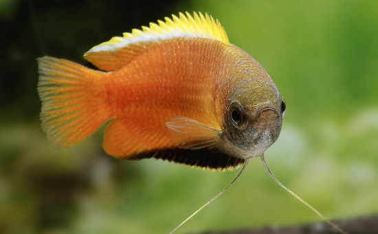 Mâle gourami miel sauvage