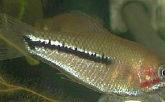 Sphaerichthys Acrostoma mâle
