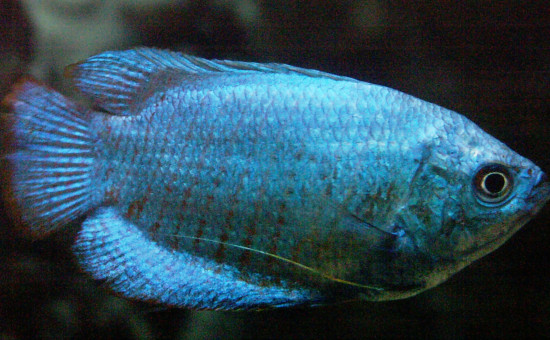  Trichogaster Lalius Mâle bleu