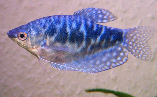  Sphaerichthys Acrostoma femelle