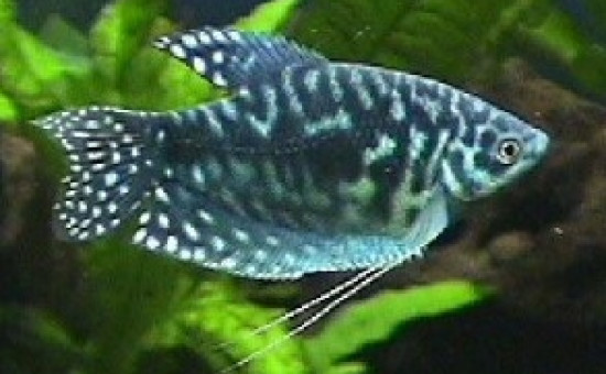 Trichopterus Sumatranus (Opaline)