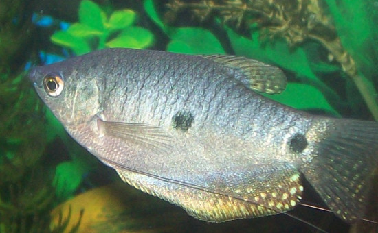 Trichopodus Trichopterus