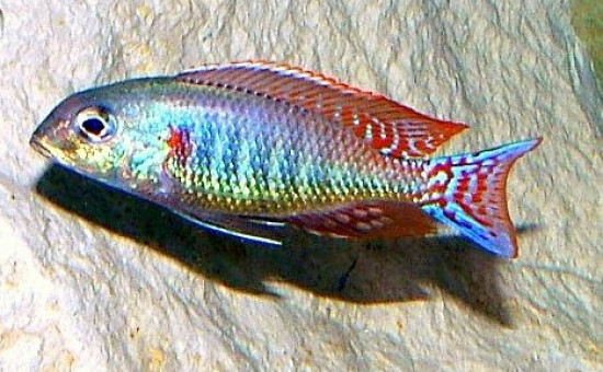 Lethrinops Marginatus