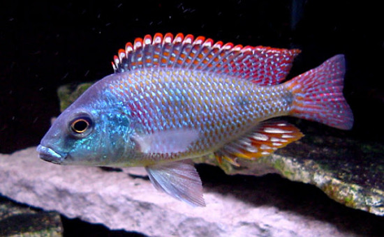 Tramitichromis Intermedius