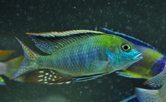 Tramitichromis Intermedius