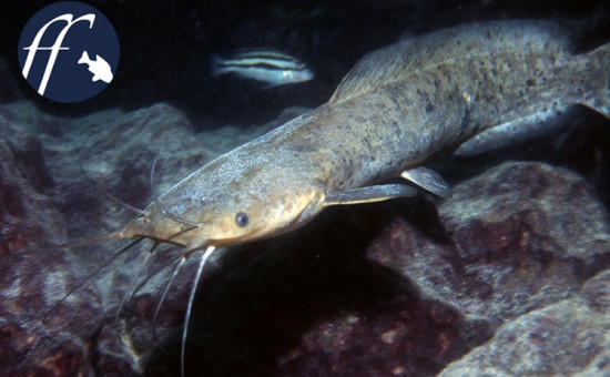 Bathyclarias Nyassensis