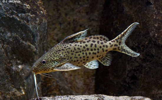 Synodontis Njassae