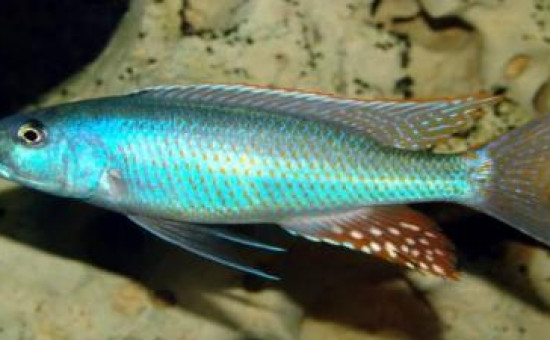 Champsochromis Caeruleus