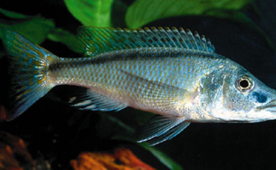 Champsochromis Spilorhynchus