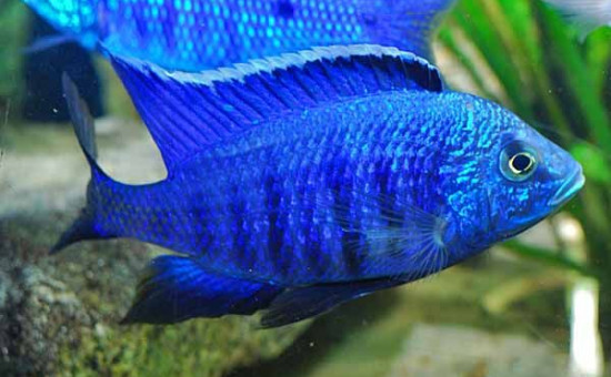 Copadichromis Azureus