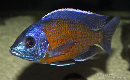 Copadichromis Borleyi (ou Kadango)