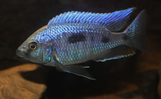 Copadichromis Trewavasae « Lupingu »