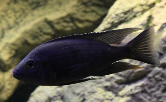 Copadichromis Melas