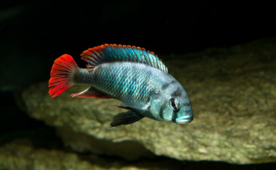 Haplochromis Obliquidens