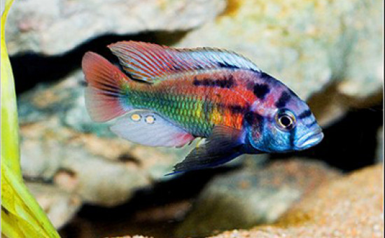 Haplochromis Phytophagus