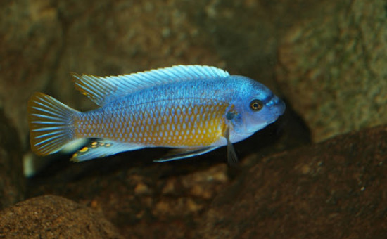 Haplochromis Obliquidens