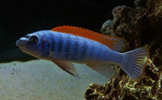 Haplochromis Phytophagus